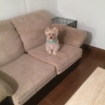 Danville-Sofa-Pet-Stain-Cleaning